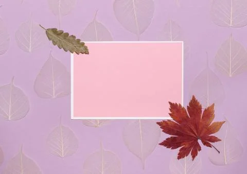 Empty pink postcard for text on a lilac background with dry autumn leaves Stock Photos