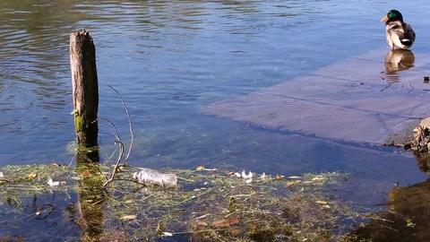 Empty plastic bottle and dry grass floating on the water with a mallard duck Stock Footage 119868992