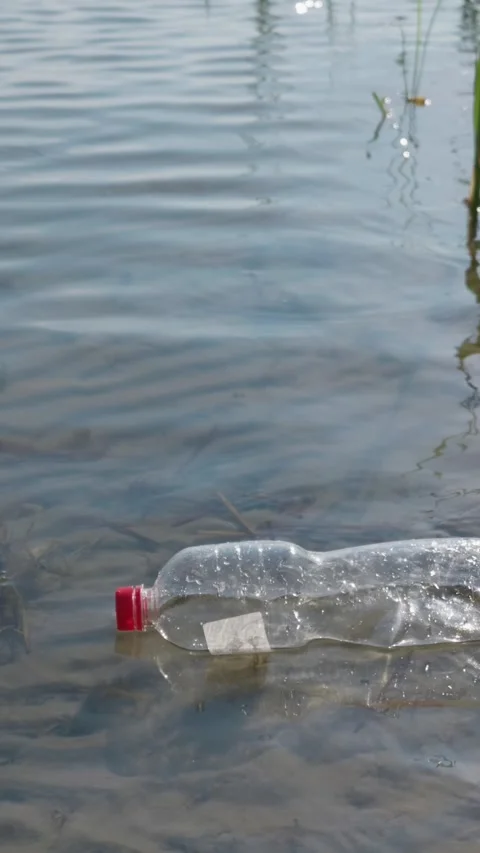 Empty Plastic Bottle Floating in Clear Shallow Water Near Lake Shore Stock Footage 343574198