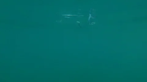 An empty plastic bottle floats in seawater. Contamination of the sea with waste Stock Footage 91583995