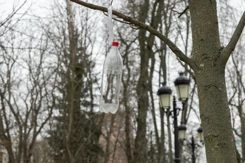 An empty plastic bottle hangs from a leafless tree branch in a park, highli.. Stock Photos