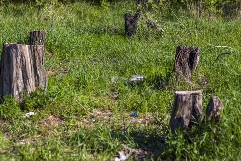 Empty plastic bottles and other trash are scattered in a clearing in the grov Stock Photos