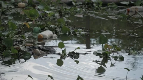 Empty plastic bottles floating on the river Video stock 133449418