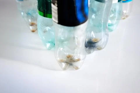 Empty plastic bottles with a lid Stock-Fotos