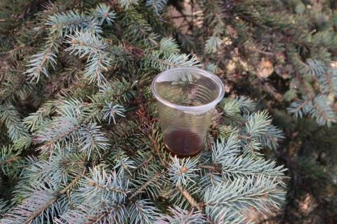 An empty plastic coffee cup is under the spruce Stock Photos