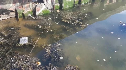 An empty plastic drinks container floating in a river 動画素材 163148412