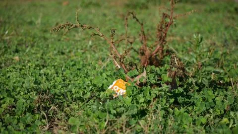 Empty plastic wrapping pack of McDonald's buffalo sauce left as waste on a field Foto stock