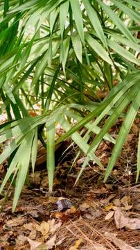 Empty plastic wrapping package of a Hershey's bar left as waste in a forest. Foto stock