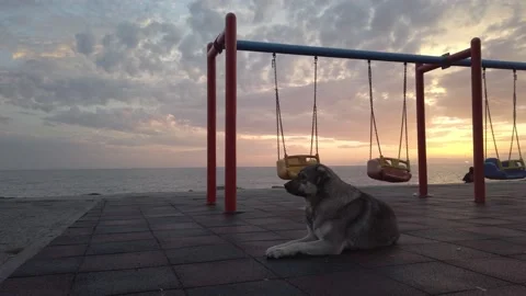Empty playground with swings. large fluffy mongrel dog lies on ground Stock Footage 142393364