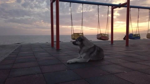 Empty playground with swings. large fluffy mongrel dog lies on ground Stock Footage 142393375