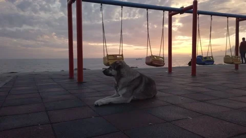 Empty playground with swings. large fluffy mongrel dog lies on ground Stock Footage 142393377