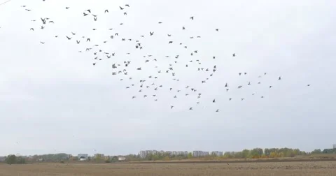 Empty Plot Of Land Dry Grass Birds Fly In The Sky Residential Buildings And Stock Footage 56960979