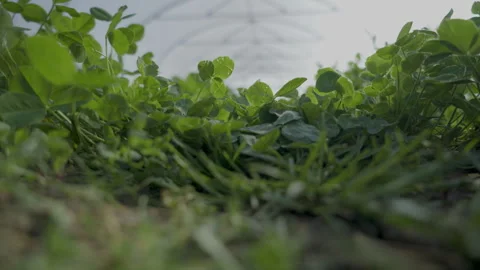 Empty Polytunner Ground Shot Stock Footage 266907883