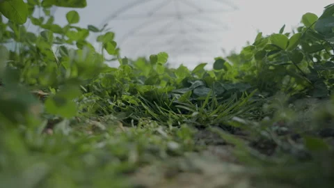 Empty Polytunner in a Market Garden Stock Footage 266915706