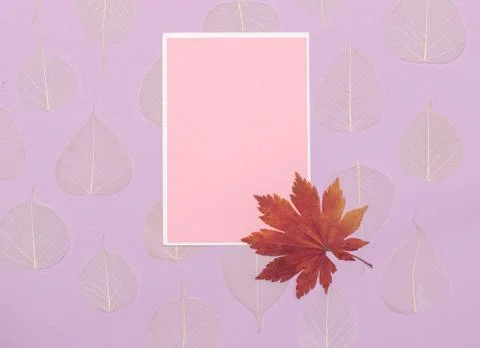 Empty postcard for text on a background of dry autumn leaves. Layout on lilac Stock Photos