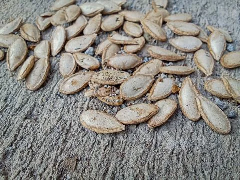 Empty Pumpkin Seed Shells on Concrete Background 스톡 사진