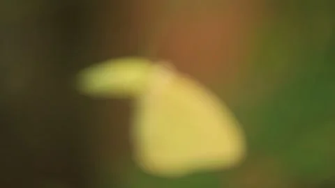 An empty pupa or chrysalis and butterfly hanging on the edge of a stem Stock Footage 150881679