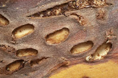 Empty pupal chambers after bark beetles on pine Stock Photos