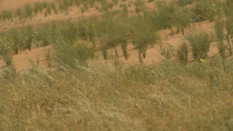 Empty Quarter Stock Footage 112779552