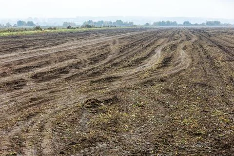 Empty red beetroot field after harvest at cloudy autumnal morning Stock Photos