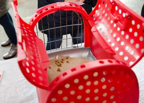 Empty red plastic cat carrier with dry feed inside Foto stock