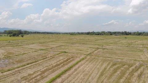 Empty rice field after harvest Stock Footage 90106449