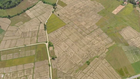 Empty rice field after harvest Stock Footage 90106656