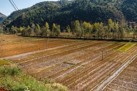 Empty rice fields after harvest, Yunnan, China Stock Photos