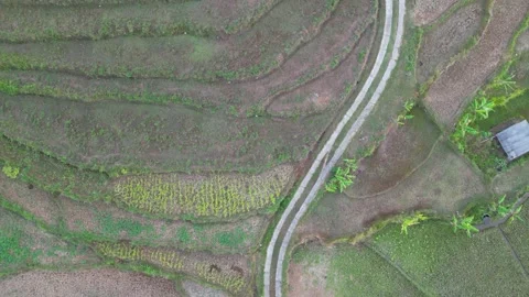 Empty rice fields due to drought in Yogyakarta, Java, Indonesia. 4k Stock Footage 247348473