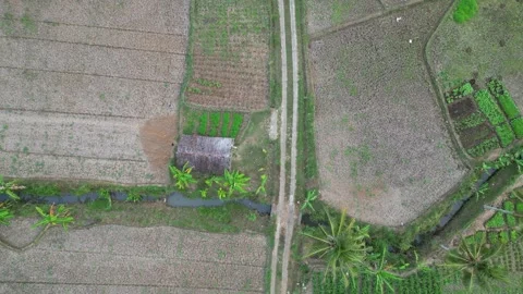 Empty rice fields due to drought in Yogyakarta, Java, Indonesia. 4k Stock Footage 247348474