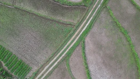 Empty rice fields due to drought in Yogyakarta, Java, Indonesia. 4k Stock Footage 247348489