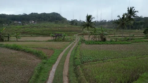 Empty rice fields due to drought in Yogyakarta, Java, Indonesia. 4k Stock Footage 247348527