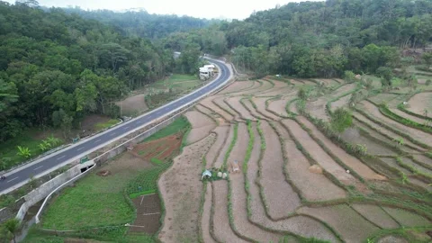 Empty rice fields due to drought in Yogyakarta, Java, Indonesia. 4k Stock Footage 247348941