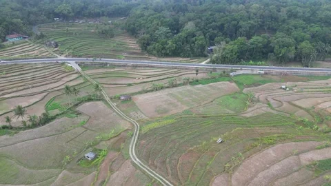 Empty rice fields due to drought in Yogyakarta, Java, Indonesia. 4k Stock Footage 247348988