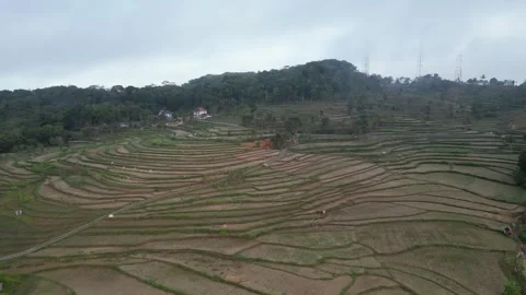 Empty rice fields due to drought in Yogyakarta, Java, Indonesia. 4k Video stock 247348996