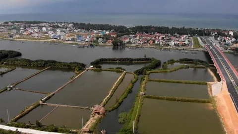 Vietnam Rice Establish Stock Video Footage | Royalty Free Vietnam Rice ...