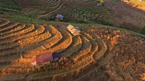 Empty rice plots stretch under soft golden skies, Thailand Stock Footage 309119750
