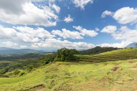 Empty Rice Terrace Stock Photos