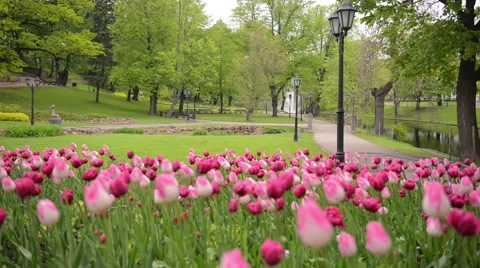 Empty Riga in the Morning Stock Footage 60674437
