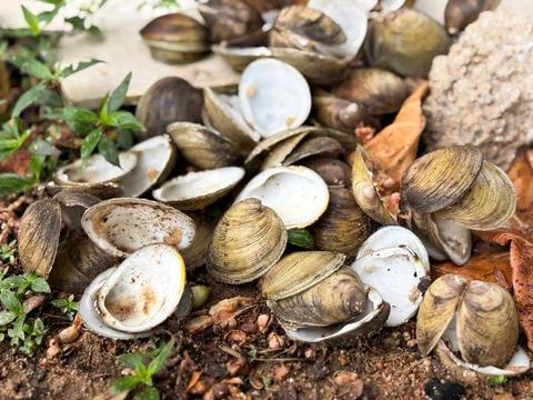 Empty River Clam Shells Scattered on Muddy Ground Near Green Plants Stock Photos
