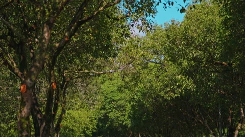 An empty road adorned with trees Stock Footage 230922316