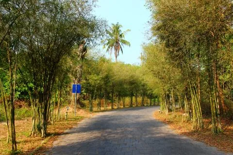 Empty road among the bamboo Stock Photos