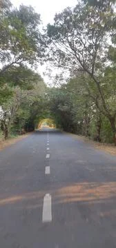 Empty road and half circle of tree Stock Photos