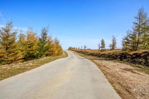 Empty road and yellow forest natural landscape in autumn. Stock Photos