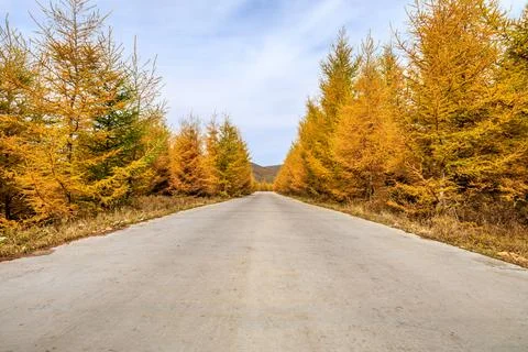 Empty road and yellow pine forest natural landscape in autumn. Stock Photos