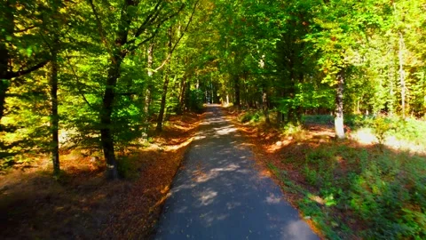 Empty road in autumn colored forest. Drone aerial footage. National park 库存影片 218370425
