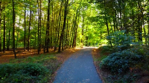 Empty road in autumn colored forest. Drone aerial footage. National park Stock Footage 218370520