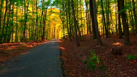Empty road in autumn colored forest. National park 库存影片 218373217