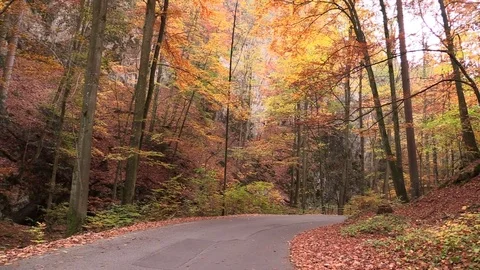 Empty road in the autumn colorful forest Stock Footage 81532491