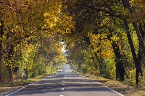 Empty road in autumn Stock Photos